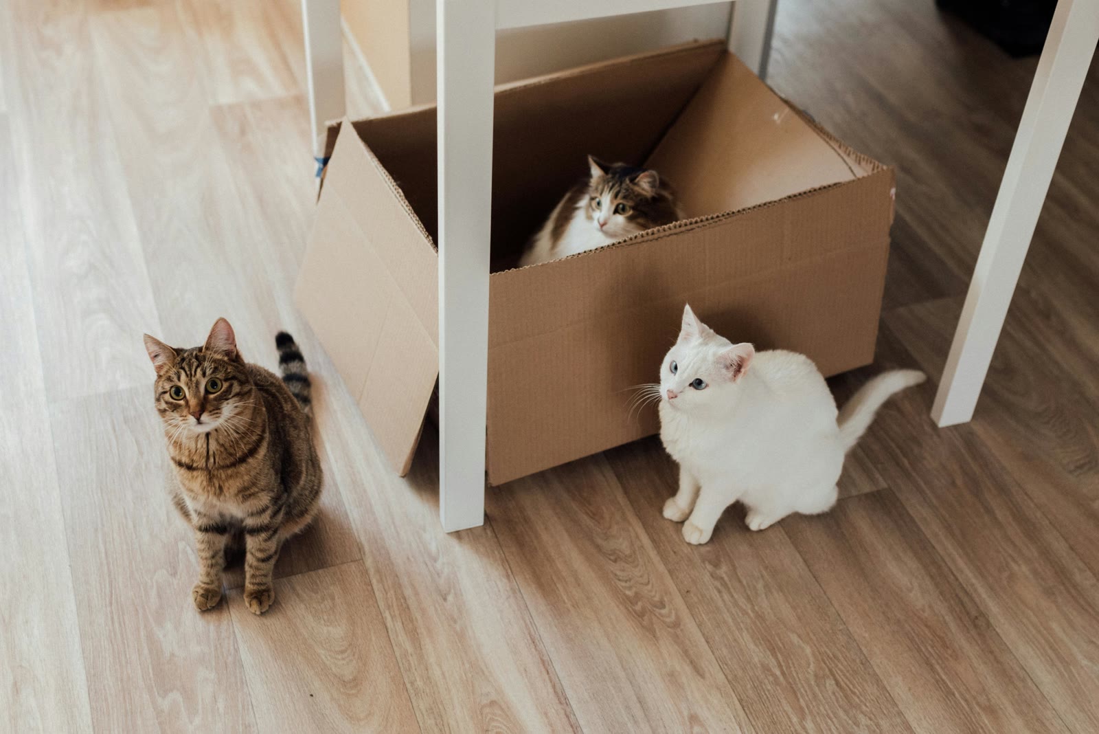 The Complete Guide to Managing Multiple Pets
