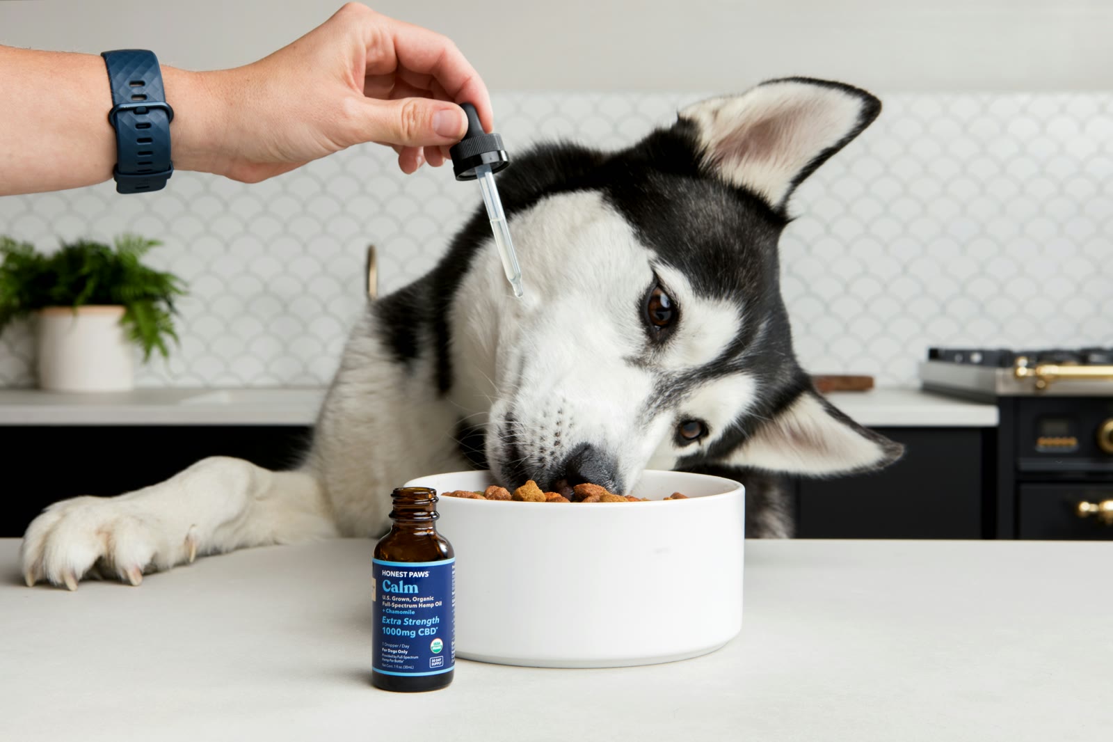 Never Miss a Dose: How to Set Up Pet Medication Reminders