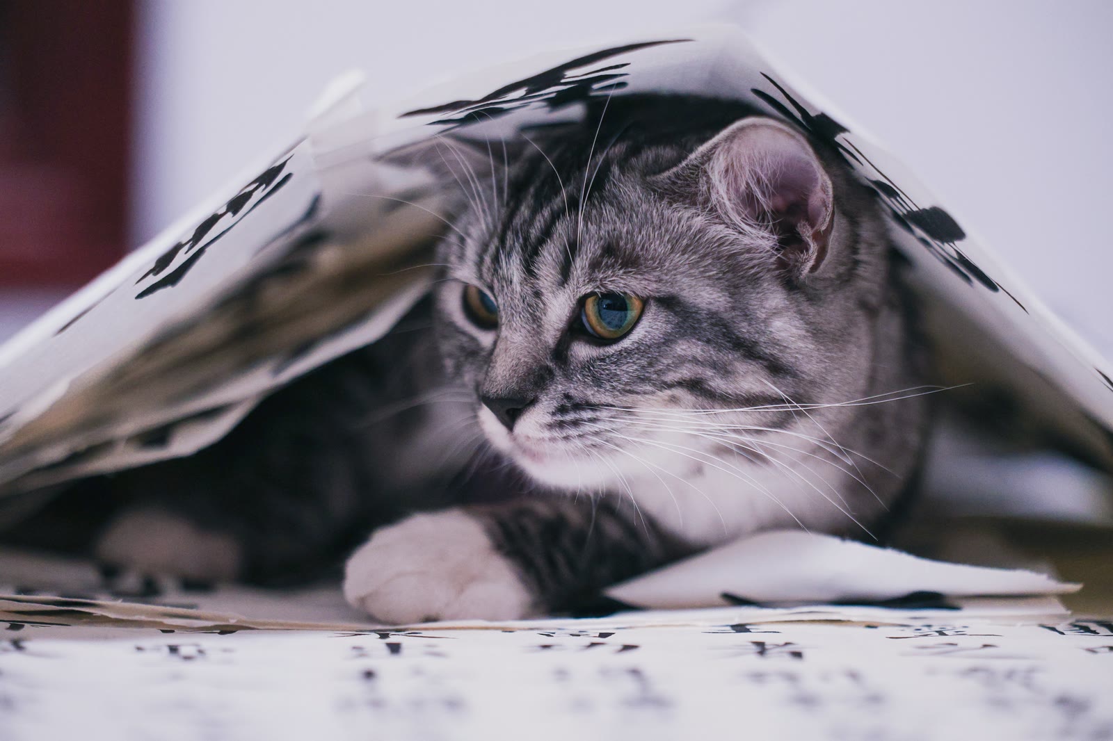 Keeping Your Pet's Records Organized (The Easy Way)