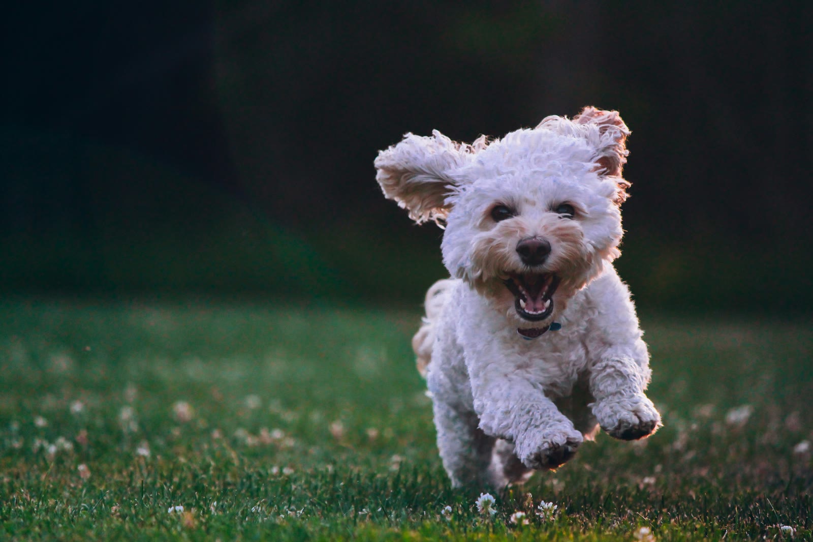 5 Signs You Need a Pet Care App (And How to Pick the Right One)