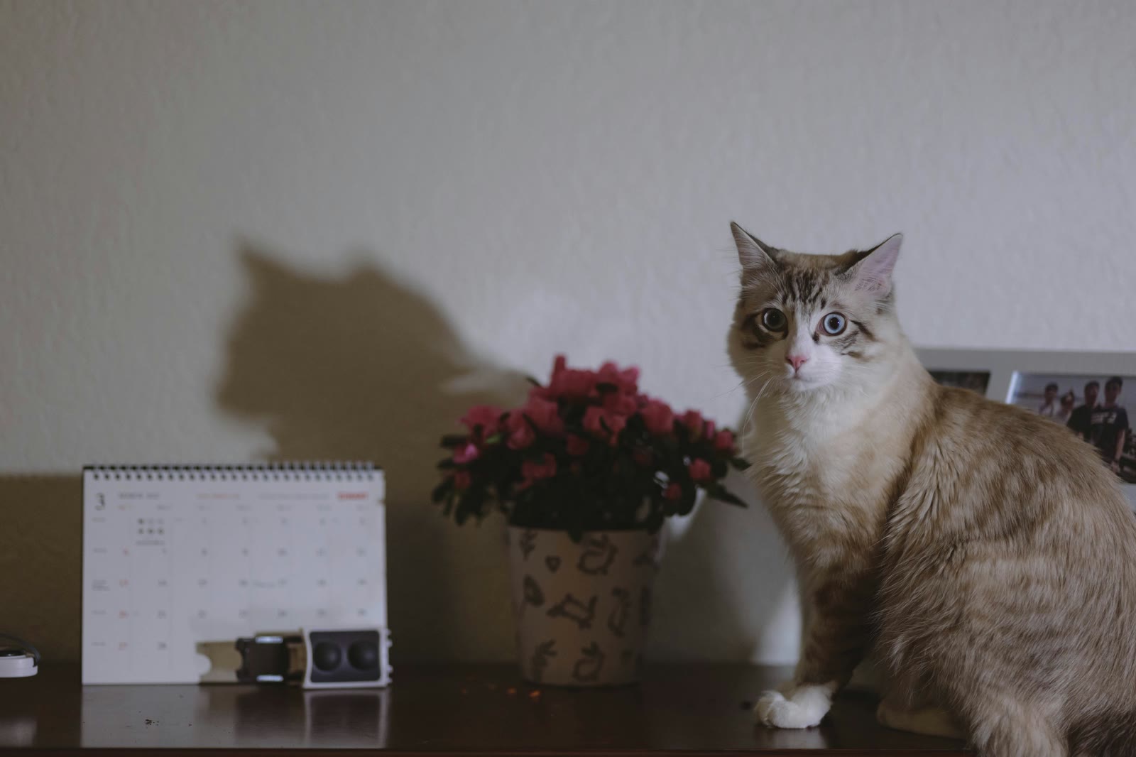 Syncing Your Pet's Schedule with Google Calendar & Apple Calendar