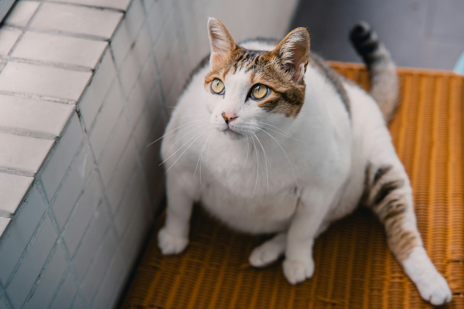 How to Track Your Pet's Weight (And Why It Matters)