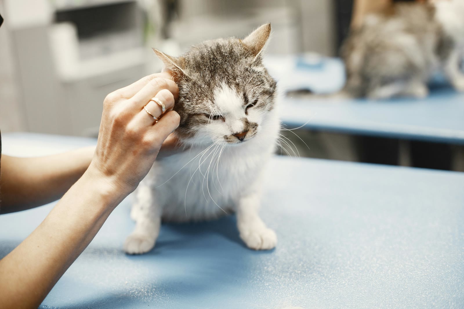 What to Bring to Your Pet's Vet Appointment