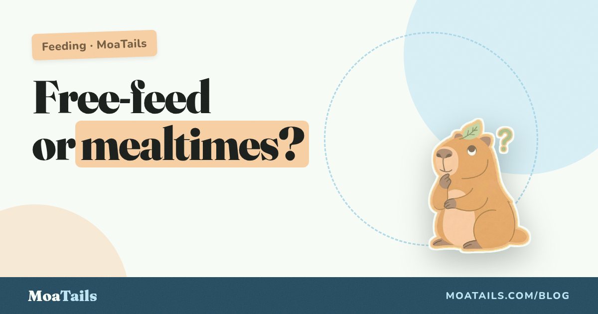 Free-Feeding vs Scheduled Meals: What Each Actually Does to Training, Weight, and Your Day