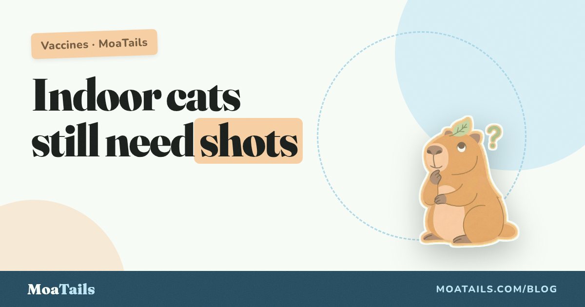 "But She's an Indoor Cat": Why Indoor Pets Still Need Vaccines
