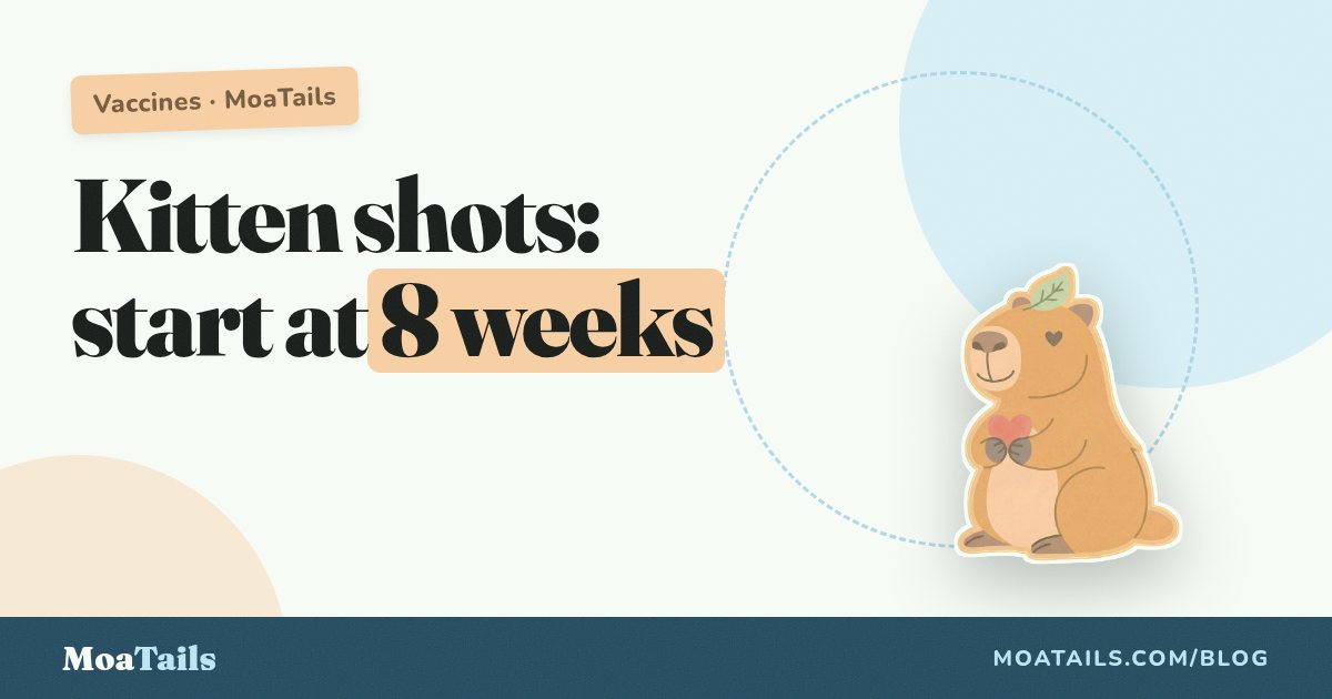 Kitten Vaccination Schedule: Why 8 Weeks Is the Magic Start