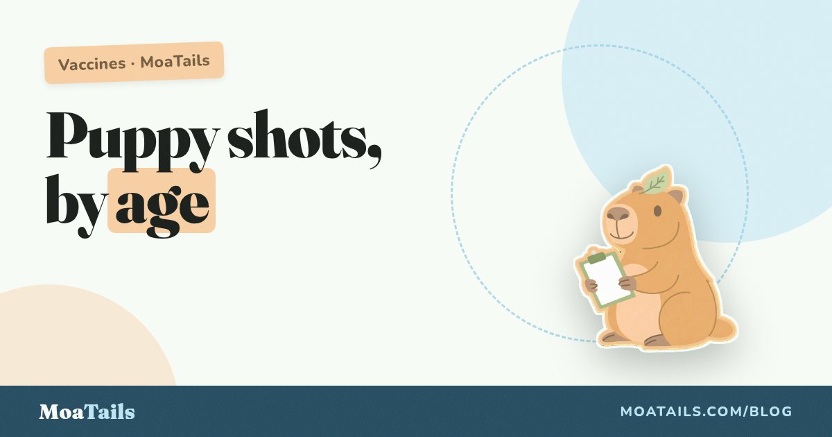 Puppy Vaccination Schedule by Age: What Happens When (and Why)