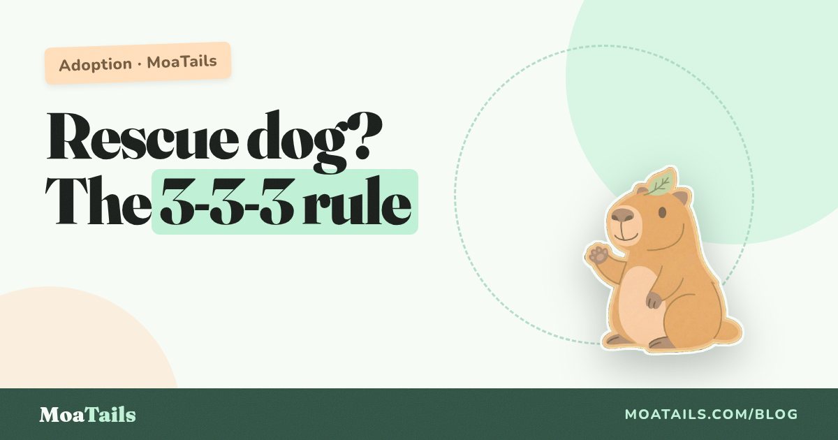 The First Days With a Rescue Dog: The 3-3-3 Rule, Calmly
